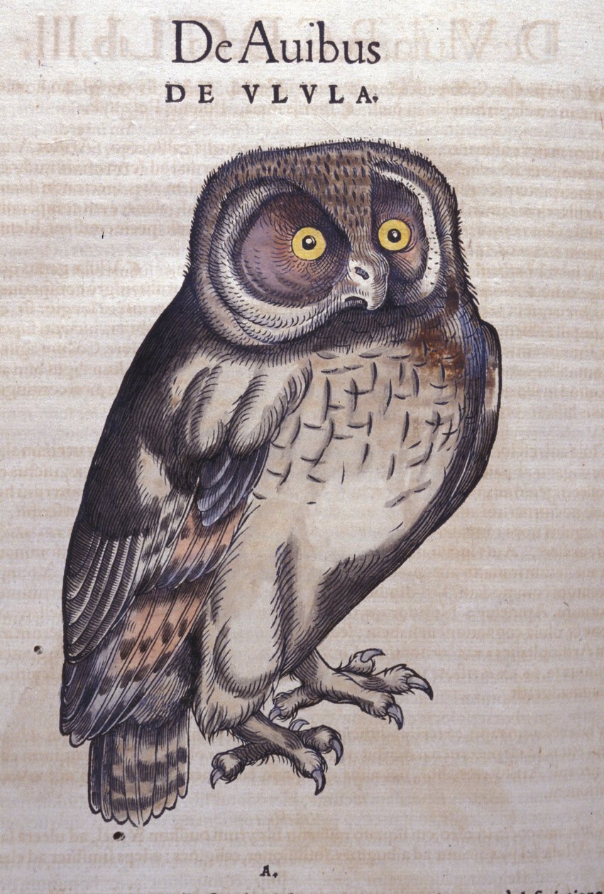 Uggla i djurens historia av Conrad Gesner (1516 - 1565), Tiguri av Unknown artist