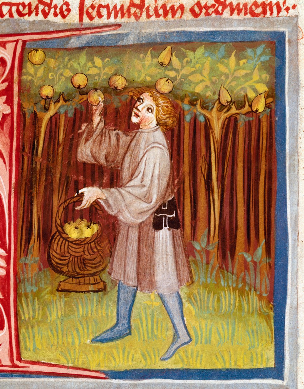 The Picking of Fruit Miniature från "" The Rustican or Book of Country and Rural Profit" av Unknown artist
