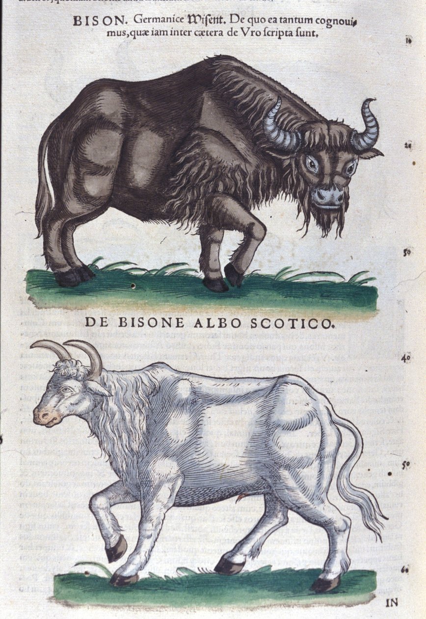 Visenten och den vita bisonen från Historia animalium av Konrad Gesner, Tiguri av Unknown artist