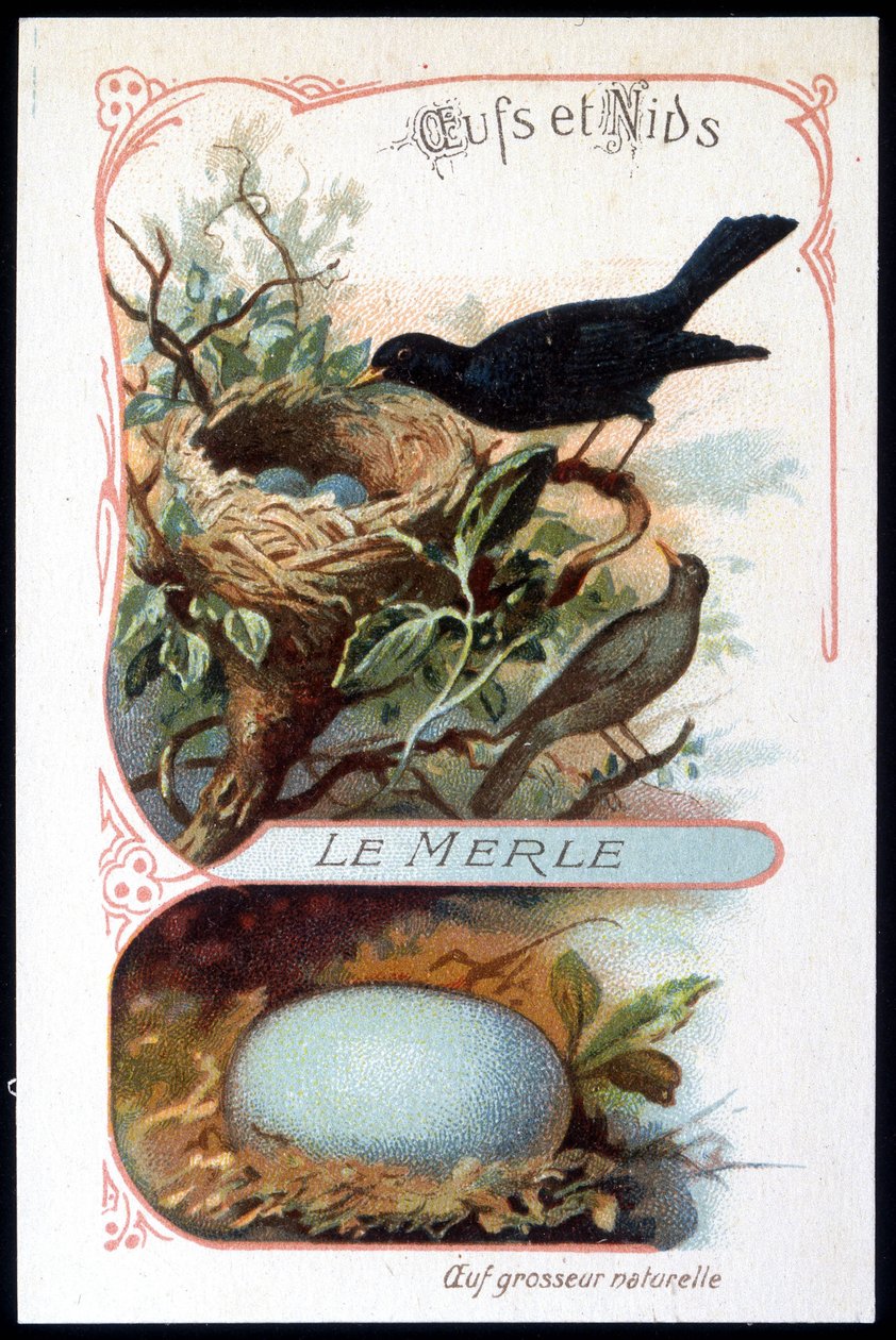 Koltrasten och dess bo - chromo., sent 1800-tal av Unknown artist