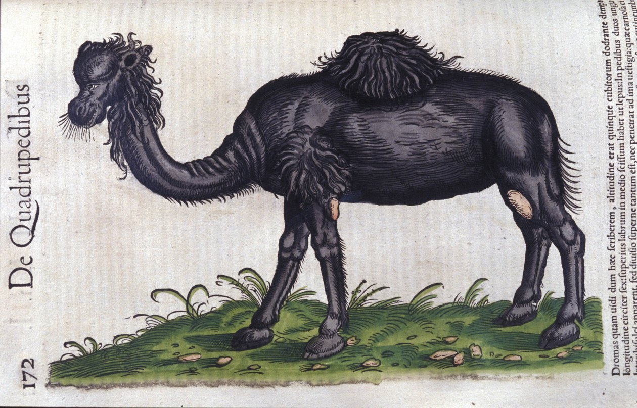 Kamelen från Djurens historia av Konrad Gesner, Tiguri av Unknown artist