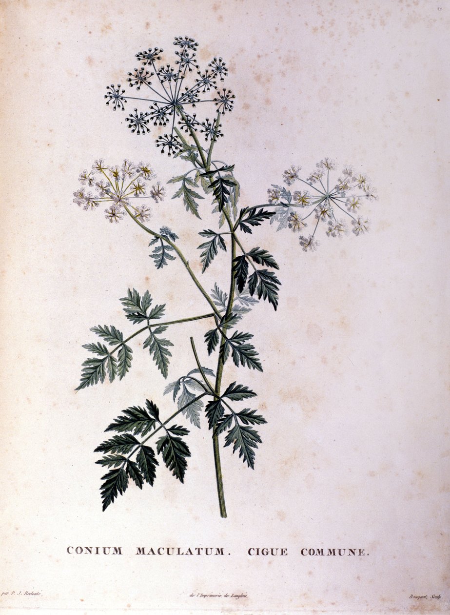 Den vanliga hemlocken. 1700-talsgravyr. av Unknown artist