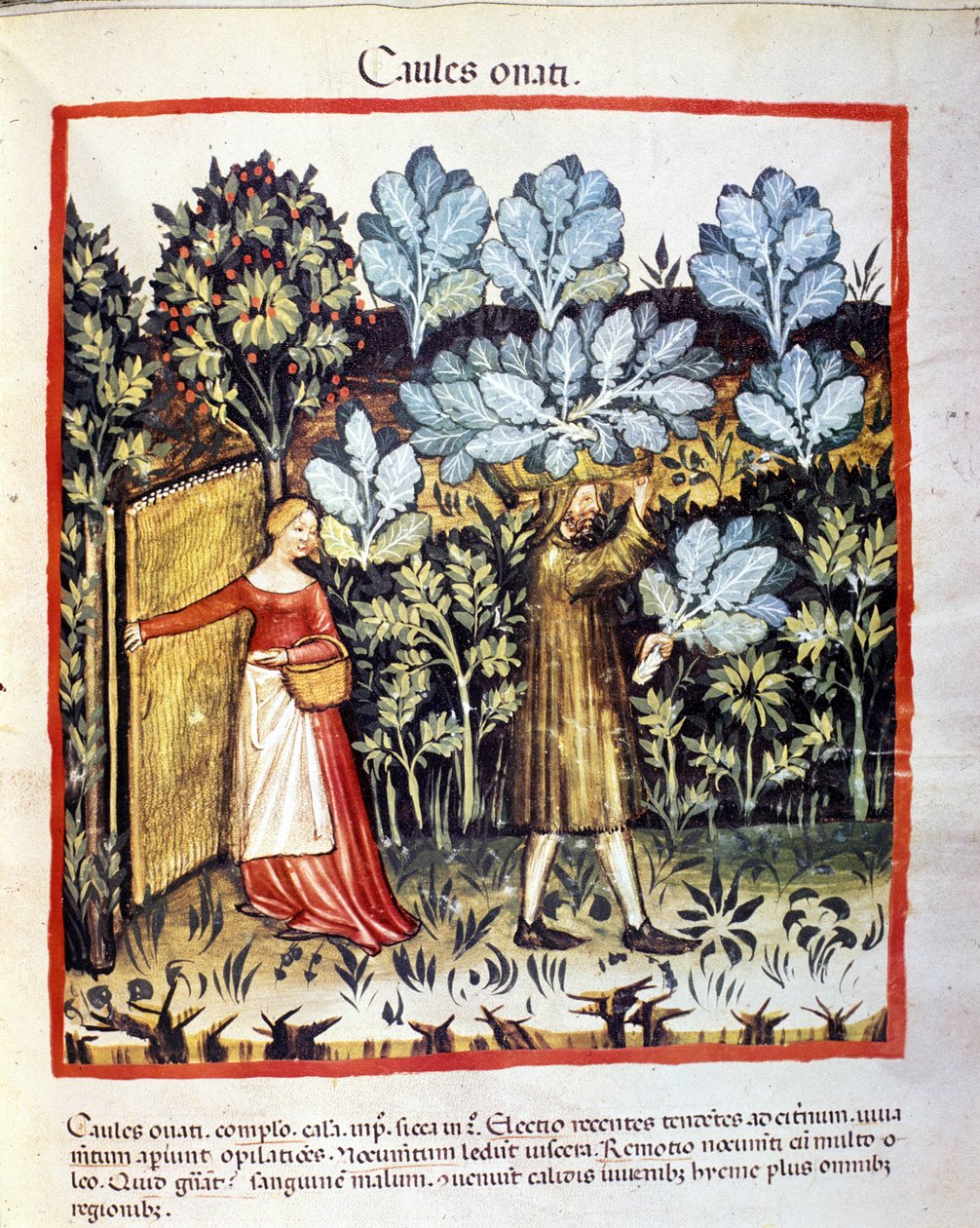 Skörden av kålblomma i en grönsaksträdgård. Belysning från mjölkning av medicin och diet "" Tacuinum sanitatis"" av Unknown artist