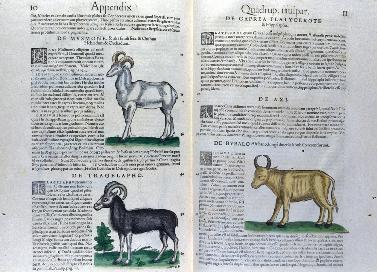 De fyrfotade dubbelsidan i Historia Animalium av Conrad Gesner (1516 - 1565), Tiguri av Unknown artist