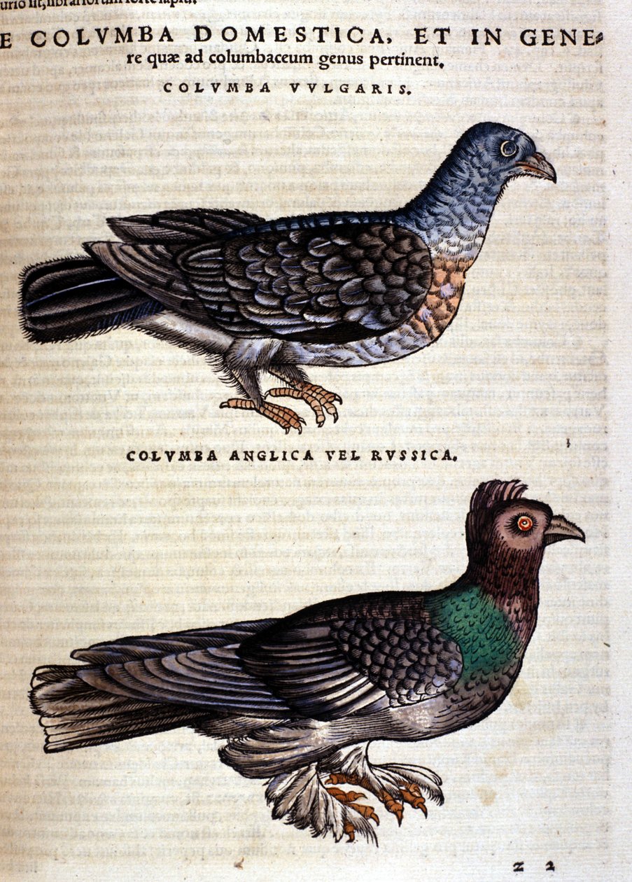 Duvan efter Historia Animalium av Conrad Gesner, Tiguri 1560. Biblioteca Nazionale Braidense. Milano av Unknown artist