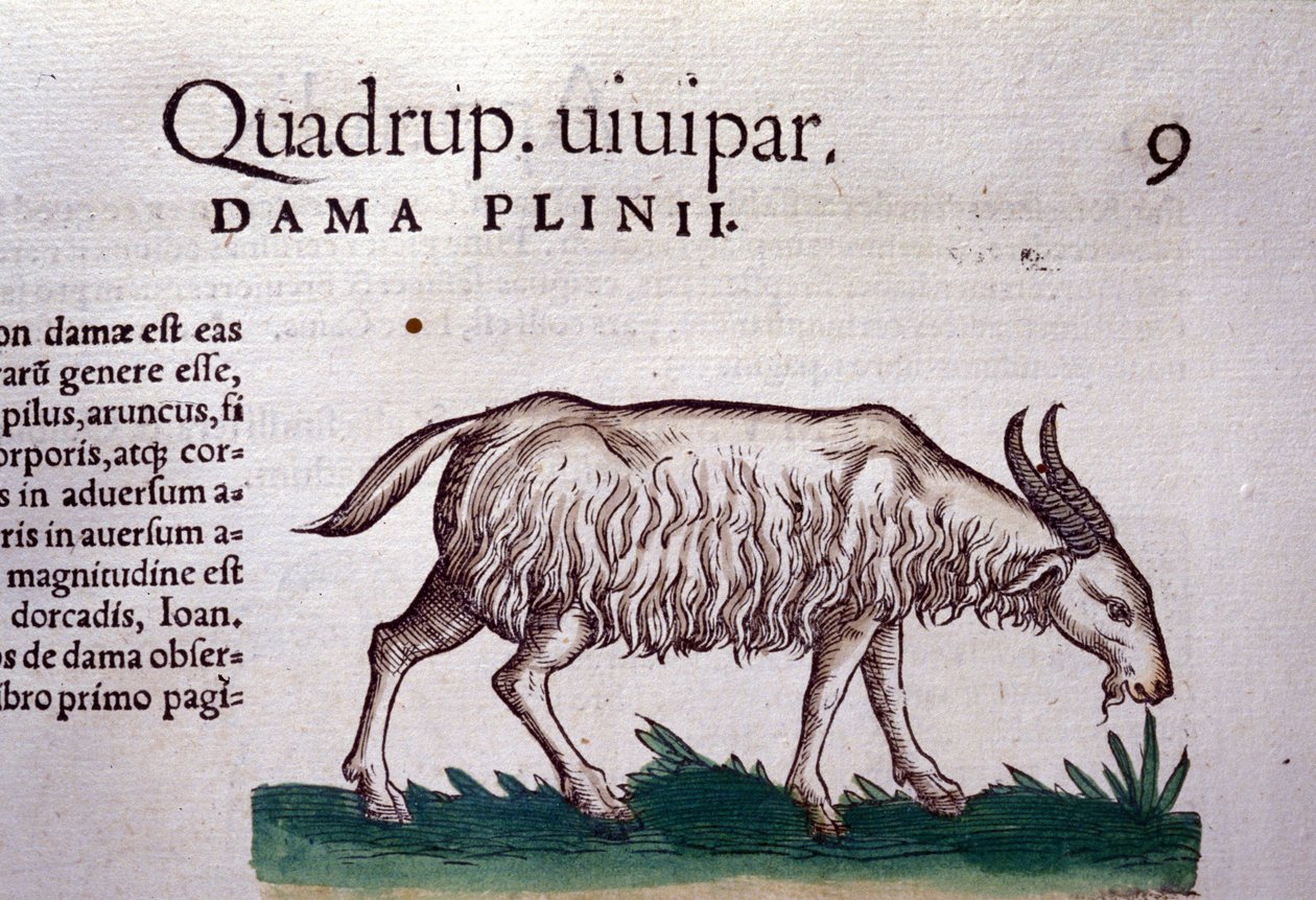 Geten efter Historia animalium av Konrad Gesner, Tiguri av Unknown artist
