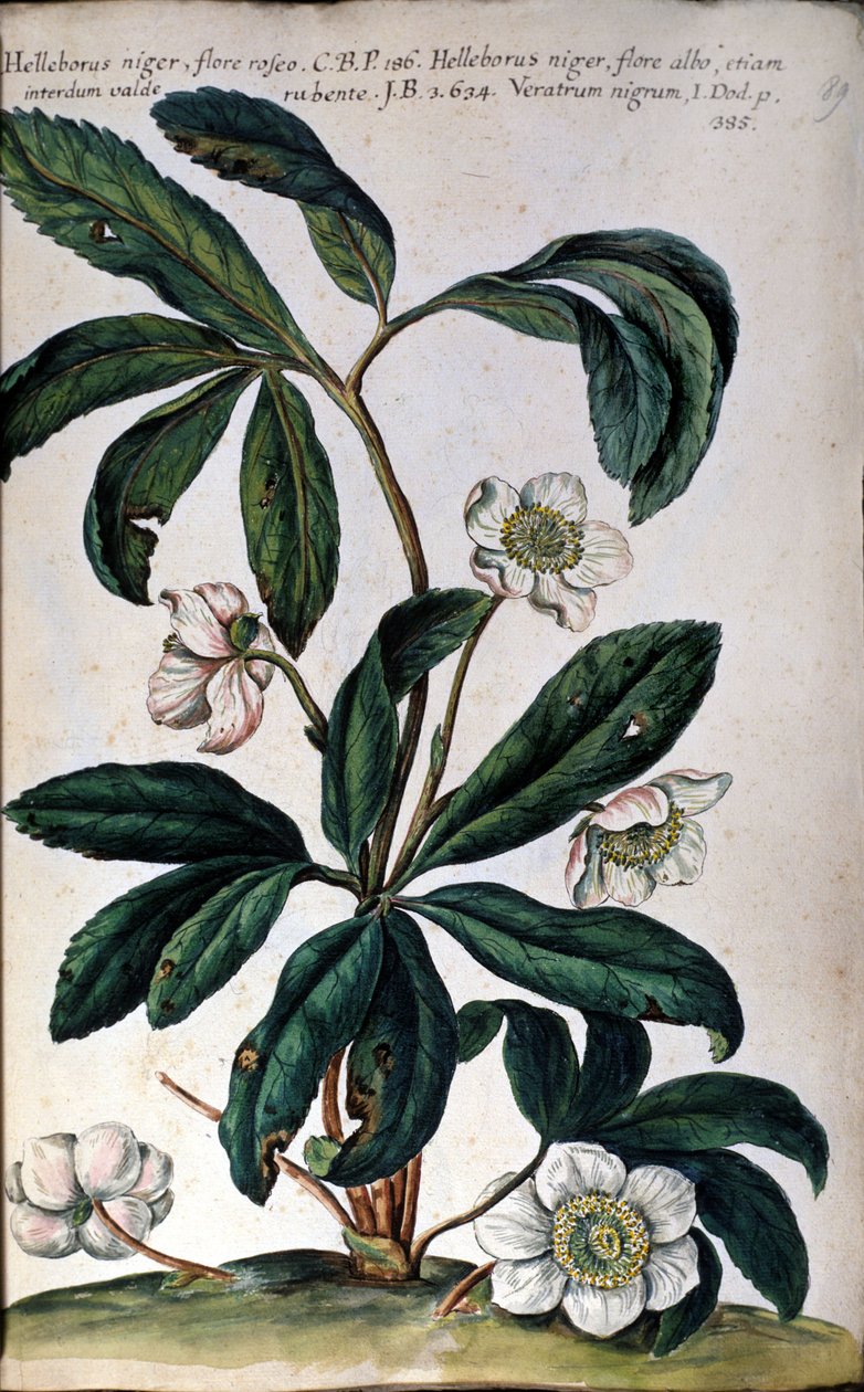 Grässnäckan eller den svarta gyttjan, även kallad julros. 1700-talet av Unknown artist