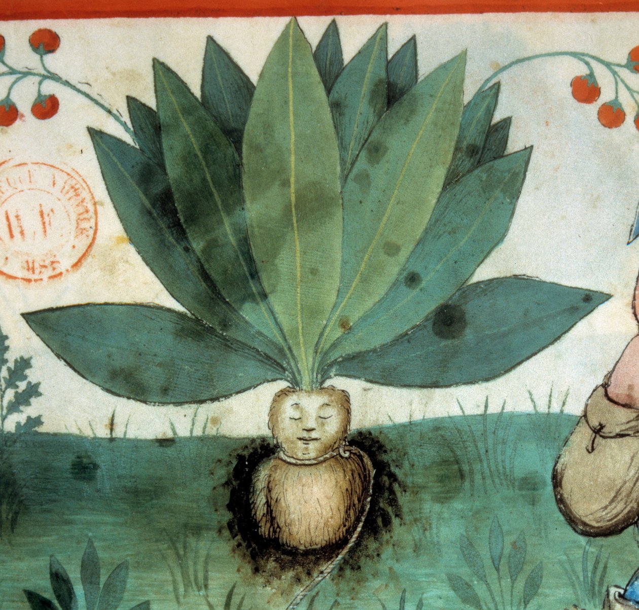 Mandraken. Medicinalväxt som ofta har tillskrivits extraordinära magiska dygder. Detalj av växten. Belysning från mjölkning av medicin och diet "" Tacuinum sanitatis"" av Unknown artist