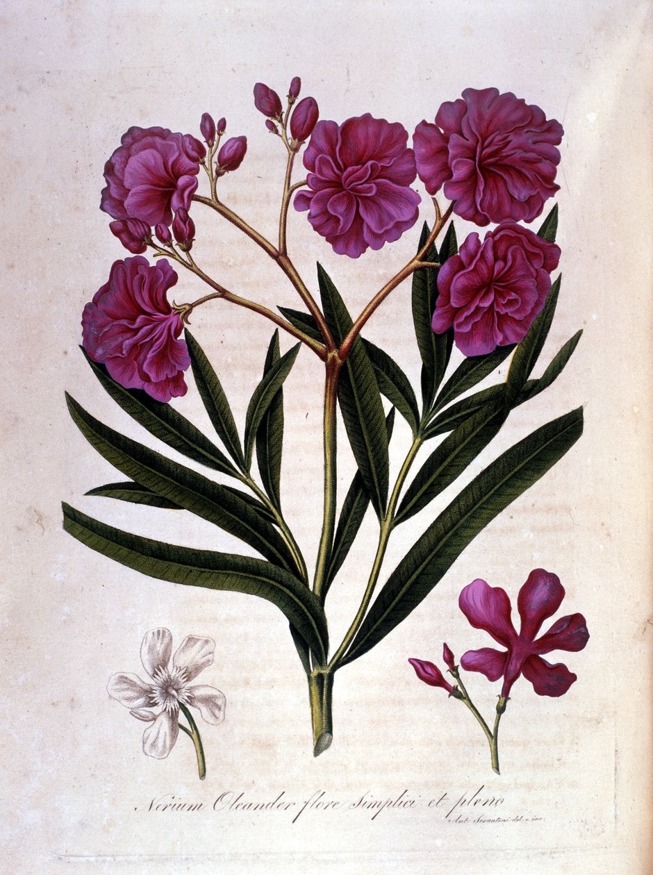Den rosa laurellen (oleander) - herbarium från 1700-talet. av Unknown artist
