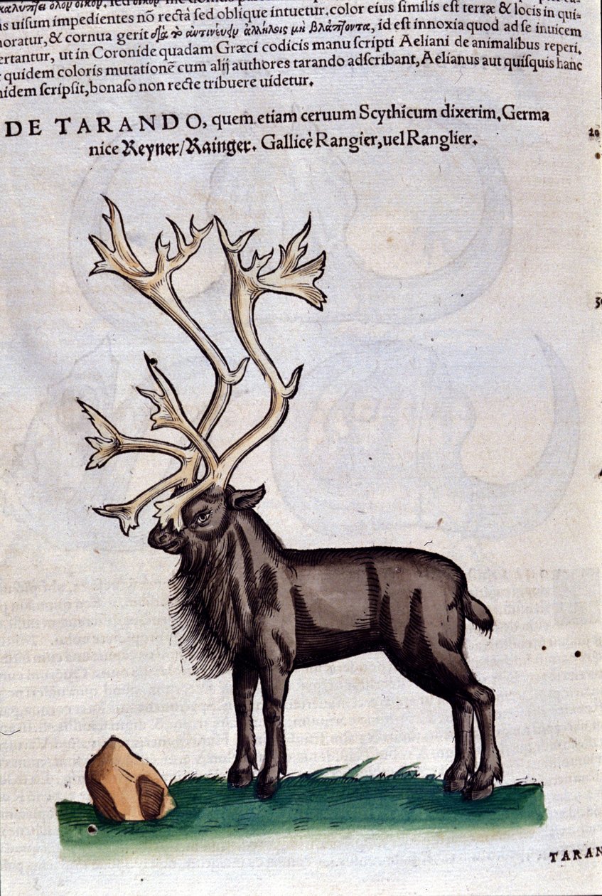 Renen efter Historia animalium av Konrad Gesner, Tiguri av Unknown artist