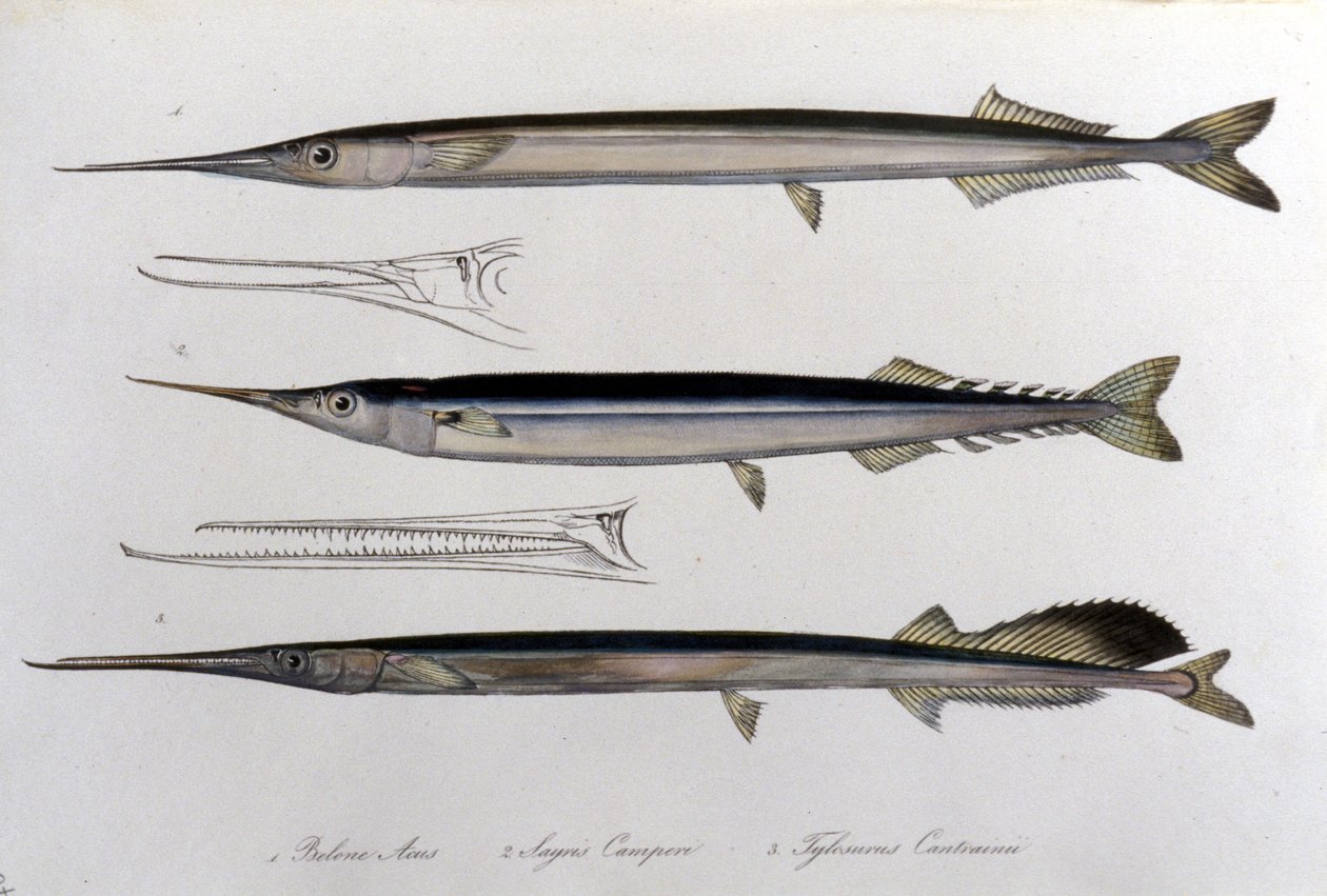 Havsnålen. Naturhistorisk styrelse. 1800-talet. av Unknown artist