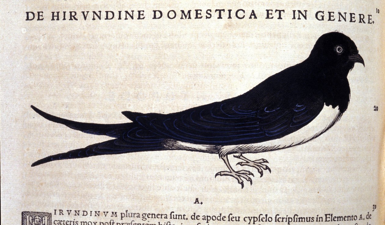 Svalan efter Historia animalium av Konrad Gesner, Tiguri av Unknown artist