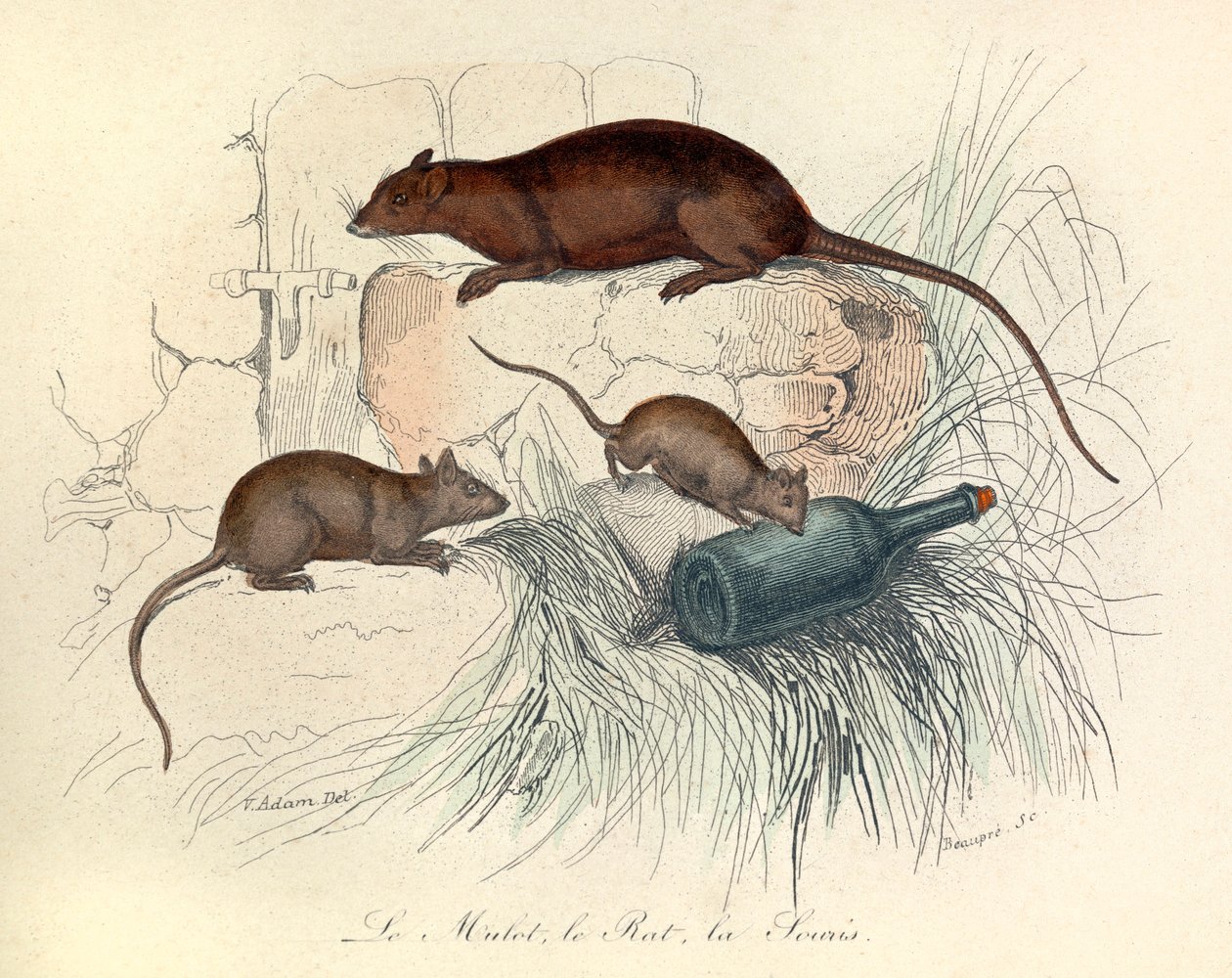 Tre djur: mus, råtta och mullvad, klassificerade enligt Linneene-nomenklaturen och Cuvier (gravyr) av Unknown artist