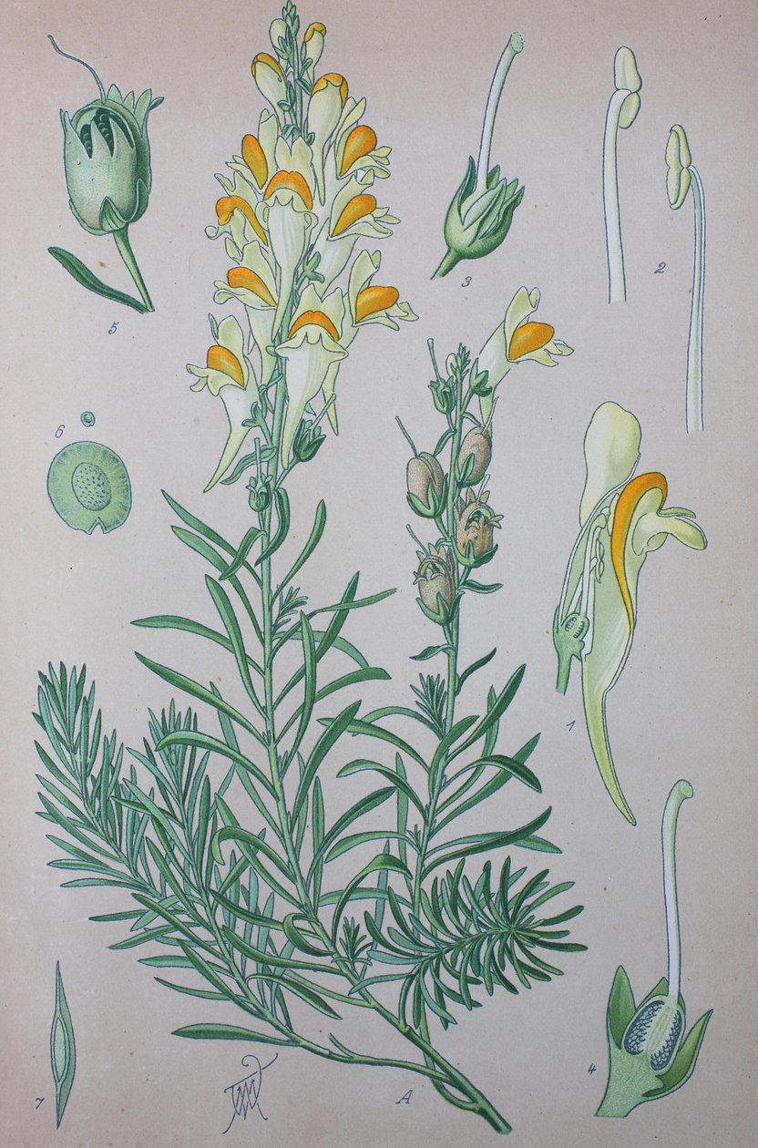 Äkta paddlin (Linaria), växtarter av släktet, vanlig paddlin, vanlig paddlin av Unknown artist