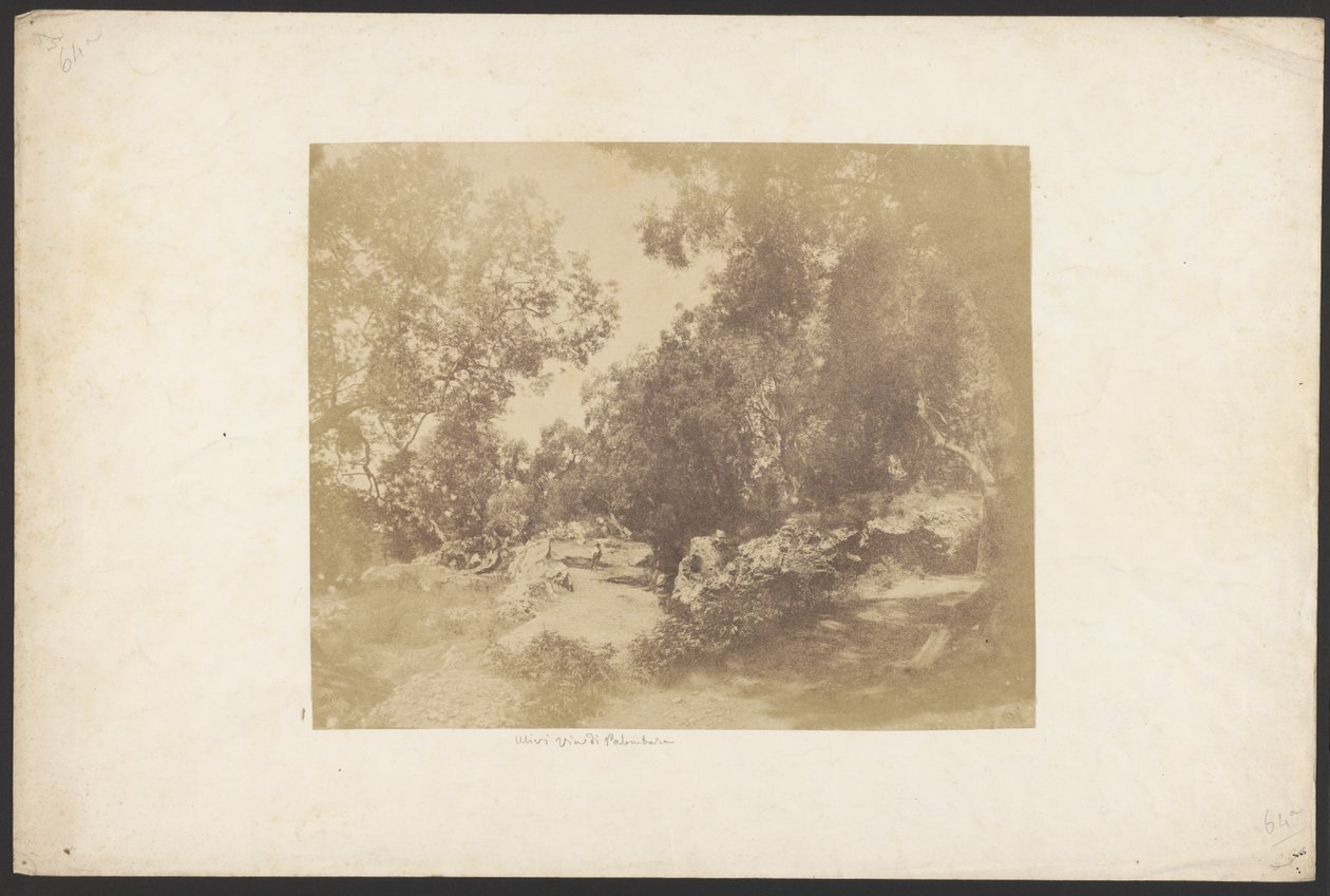 [Ulivi, Via de Palombara]. av Unknown artist