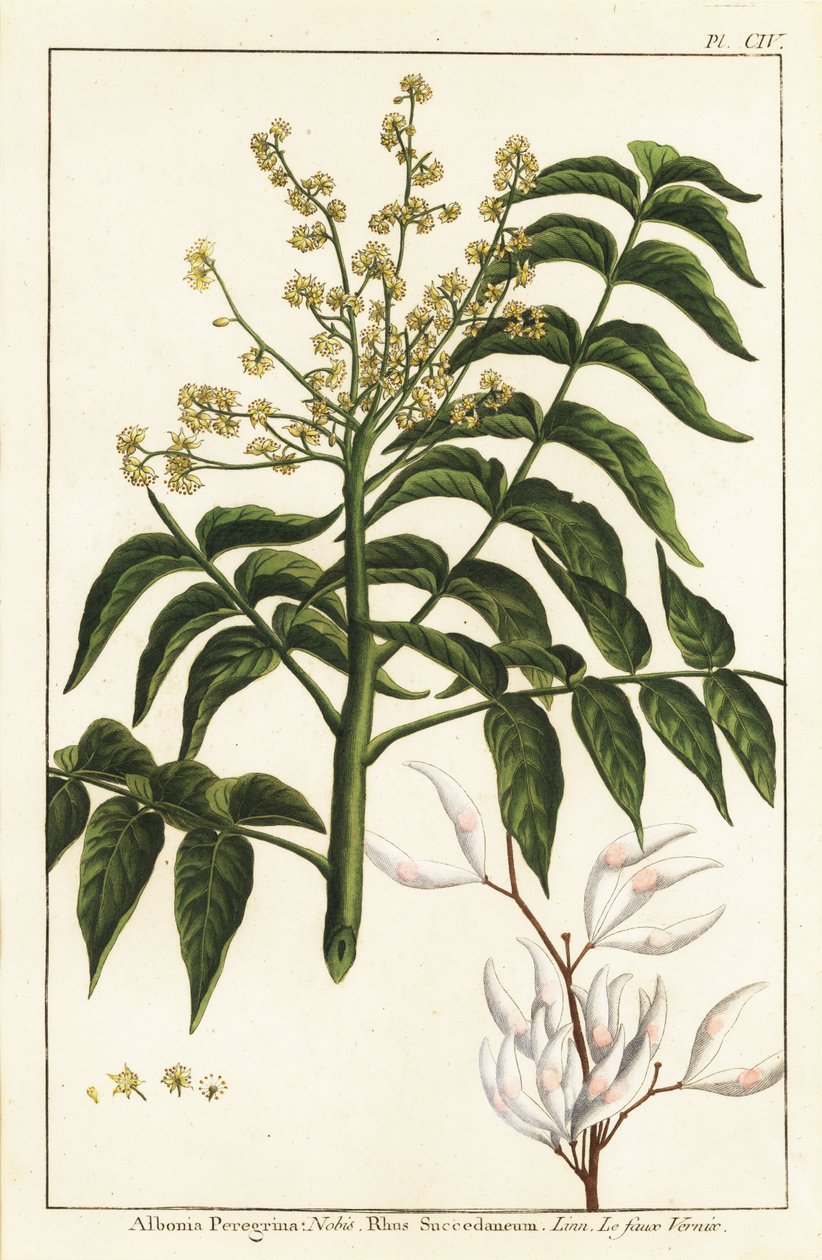 Lackträd, Ailanthus altissima, eller vaxträd, Rhus succedanea av Unknown artist