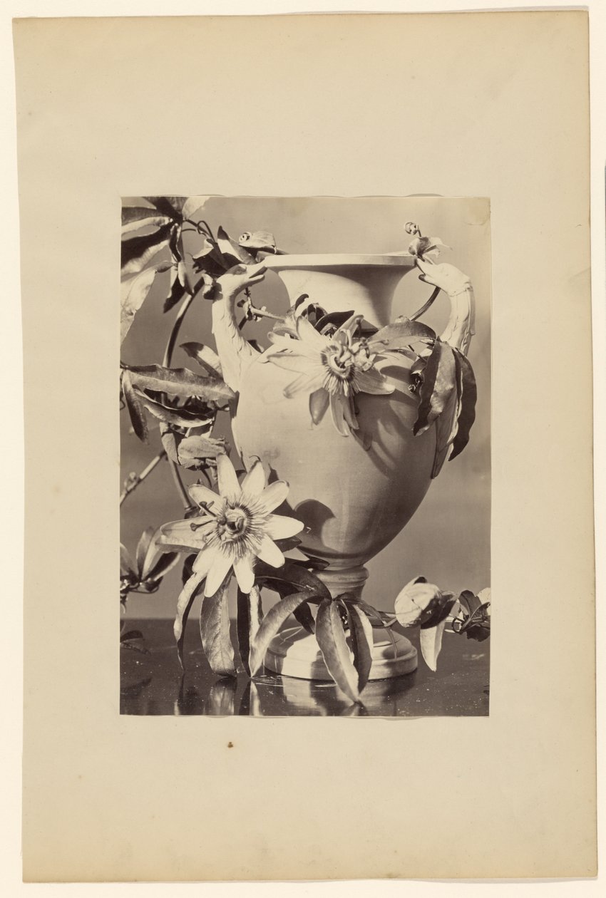 [Vas med passionsblommor] av Unknown artist