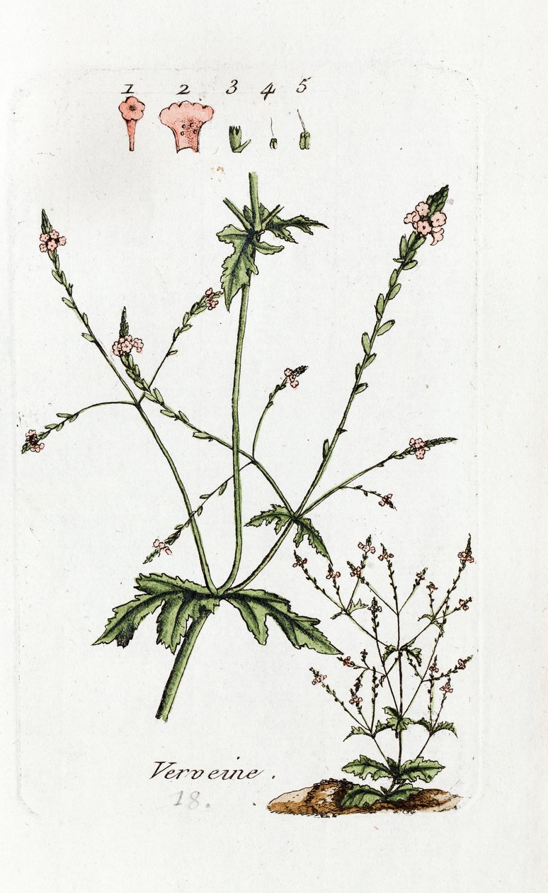Verbena av Unknown artist