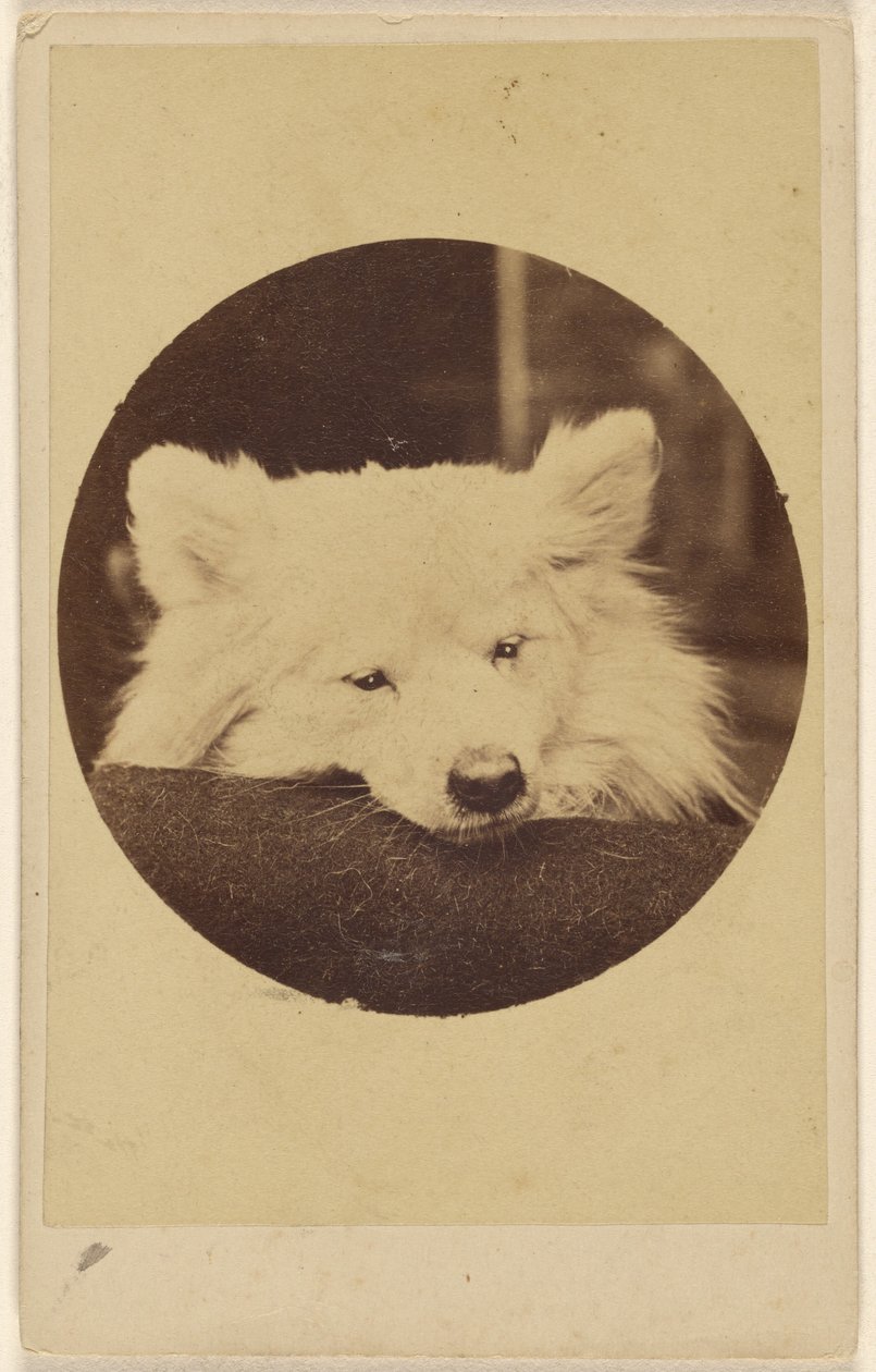 [Vit hund med hakan på en kudde] av Unknown artist