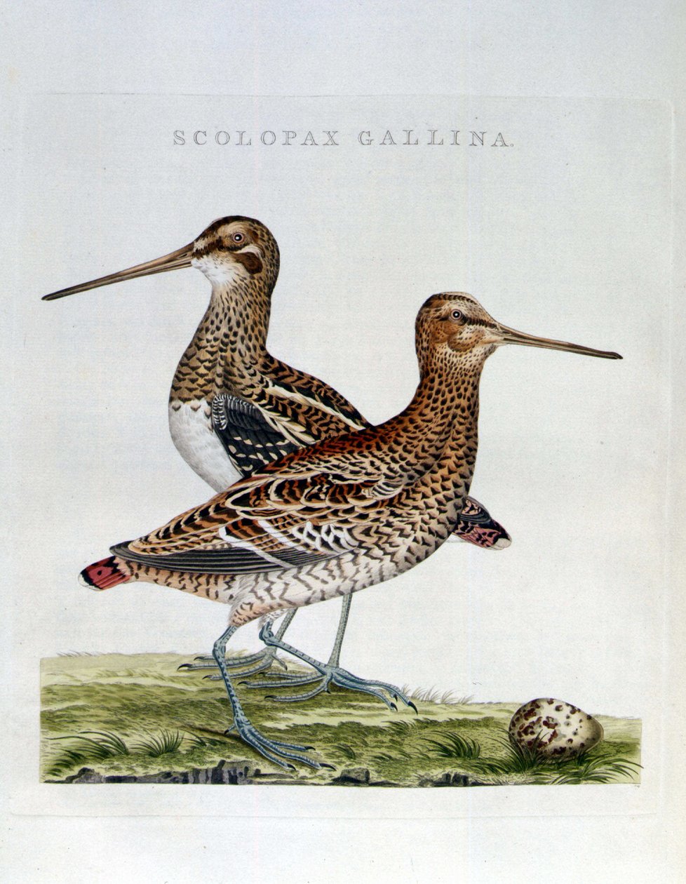 Snäppor och ägg (scolopax gallina) - gravyr av Unknown artist