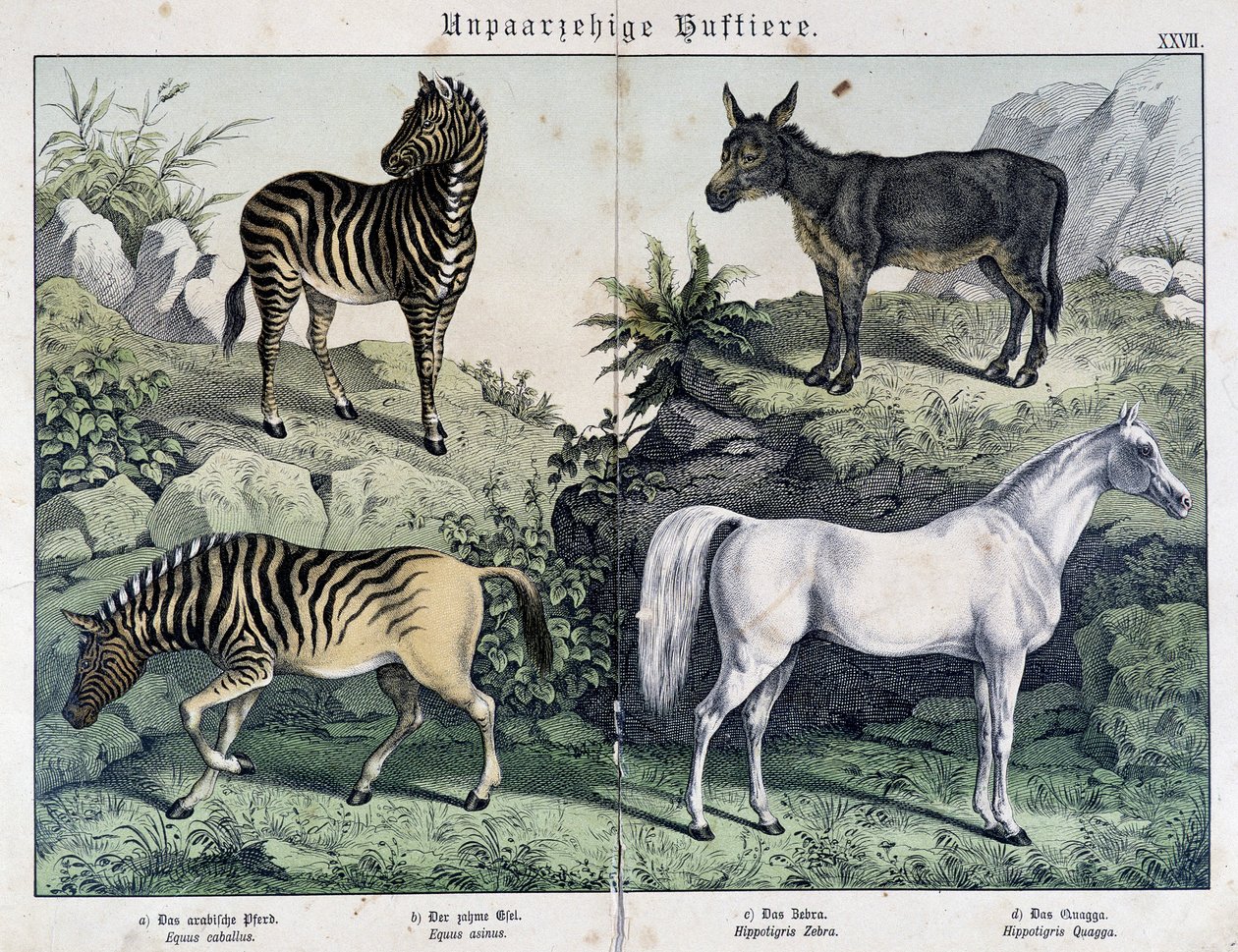 Zebror, åsna och häst - i "" Natural histories of mammals"", red. Schreiber av Unknown artist