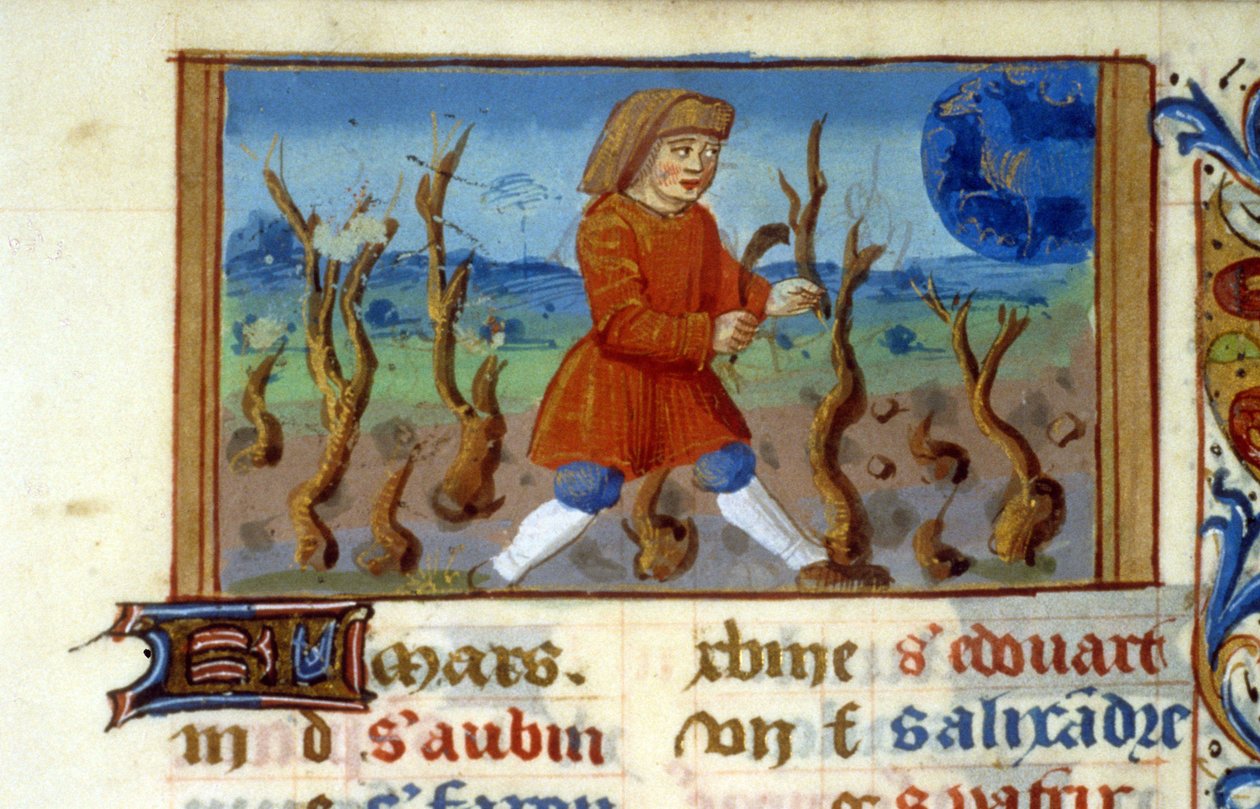 Stjärntecken Vädur och trädstorlek - Miniatyr av medeltiden (ref. 137, 047r) - Begär tillstånd från Toulouses kommunala bibliotek (tel: 05 62 27 66 66) av Unknown artist