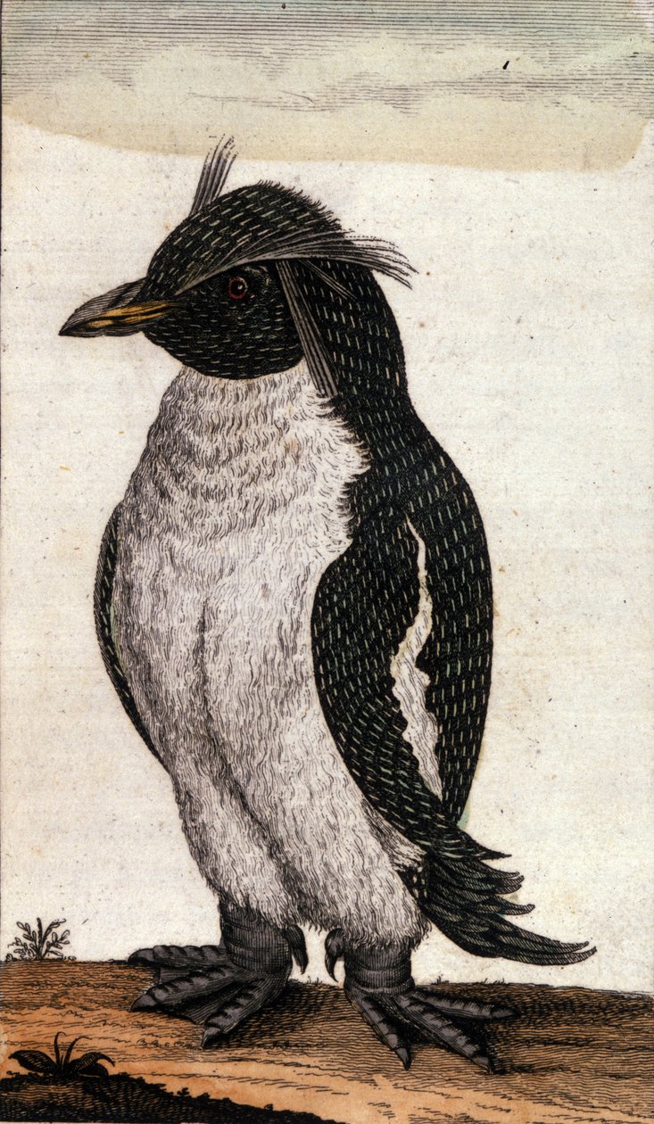 Zoologiskt diagram som visar en Diomedea-fågel av familjen Albatross. Gravyr av 1700-talet av Unknown artist
