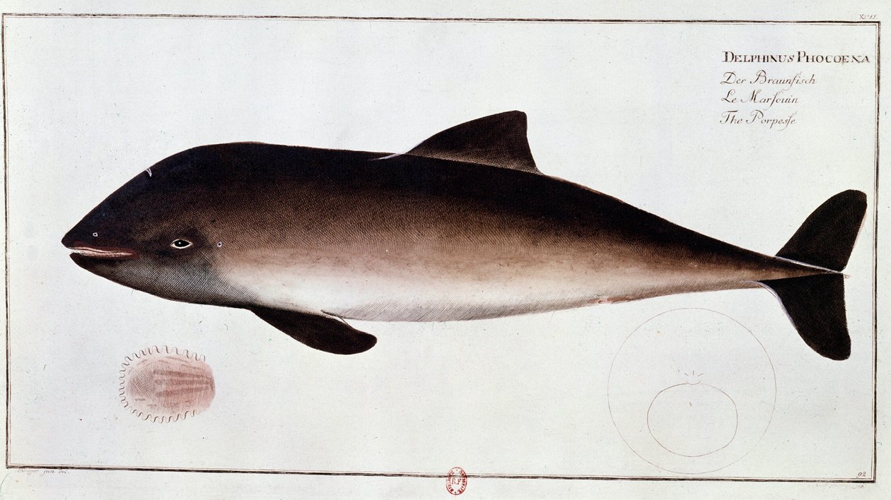 Zoologi: tavla som representerar ett tumlare, vattenlevande däggdjur. Tryck från början av 1700-talet B.N. Paris av Unknown artist