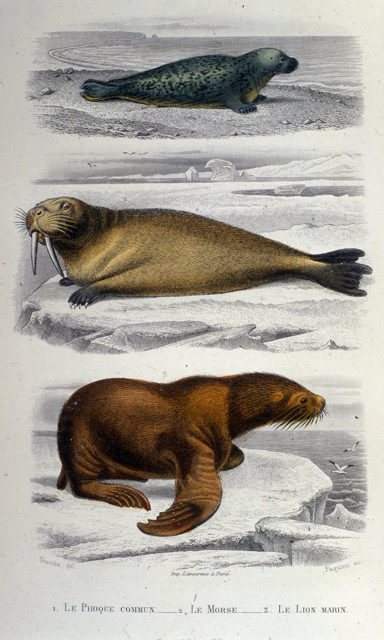 Zoologidiagram som visar en säl, en valross och ett sjölejon. 1800-talet av Unknown artist