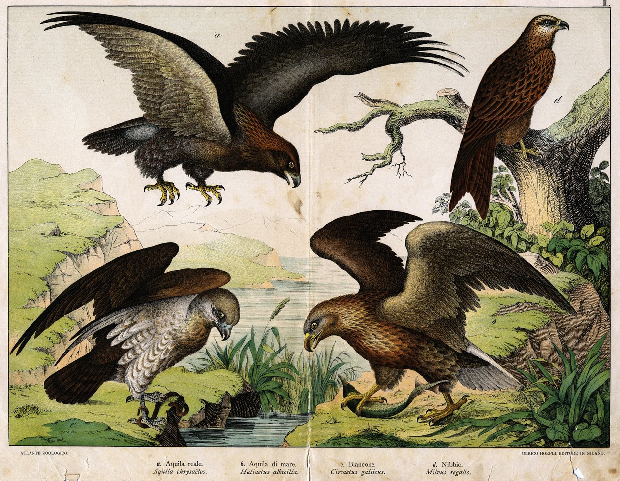 a: Kungsörn (Aquila chrysaëtos), b: Havsörn (Haliaëtus albicilla), c: Circaete, Johannes den vita (Circaëtus gallicus), d: Milano (Milvus regalis) - i "Fåglarnas naturhistoria", red. Hoepli, Milano av Unknown artist