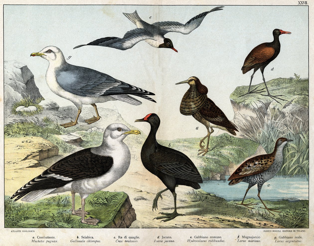 a: Fightern (Machetes pugnax), b: Chicken Gallinula chloropus, c: Genetisk rale (Crex pratensis), d: Jacana (Jacana vinstock), e: Svartögd mås (Hydrocolaeus ridibundus), f: Mås (Larus). marinus), g: Fiskmås (Larus argentus) - I ”Natural Hist av Unknown artist