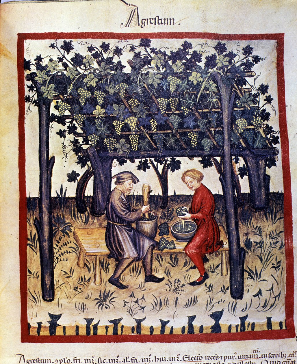 pressa druvorna vid skörden. Belysning från mjölkning av medicin och diet "" Tacuinum sanitatis"" av Unknown artist
