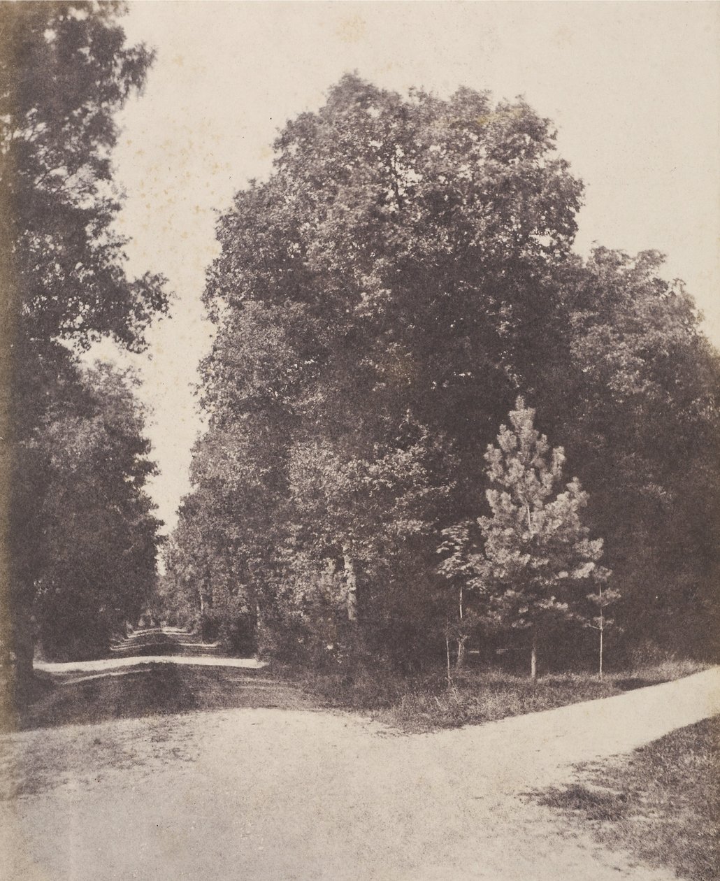 [Vägkorsning, i skogen]. av Unknown artist/maker