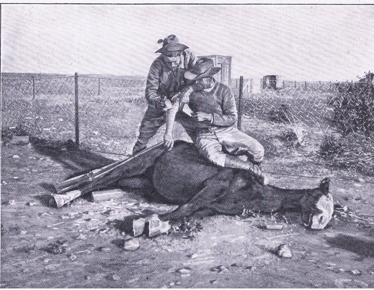 Det var nära ögat. En sårad scout som har fått sin häst skjuten under sig, från After Pretoria: The Guerilla War publicerad av Harmsworth Bros Limited av Unknown photographer