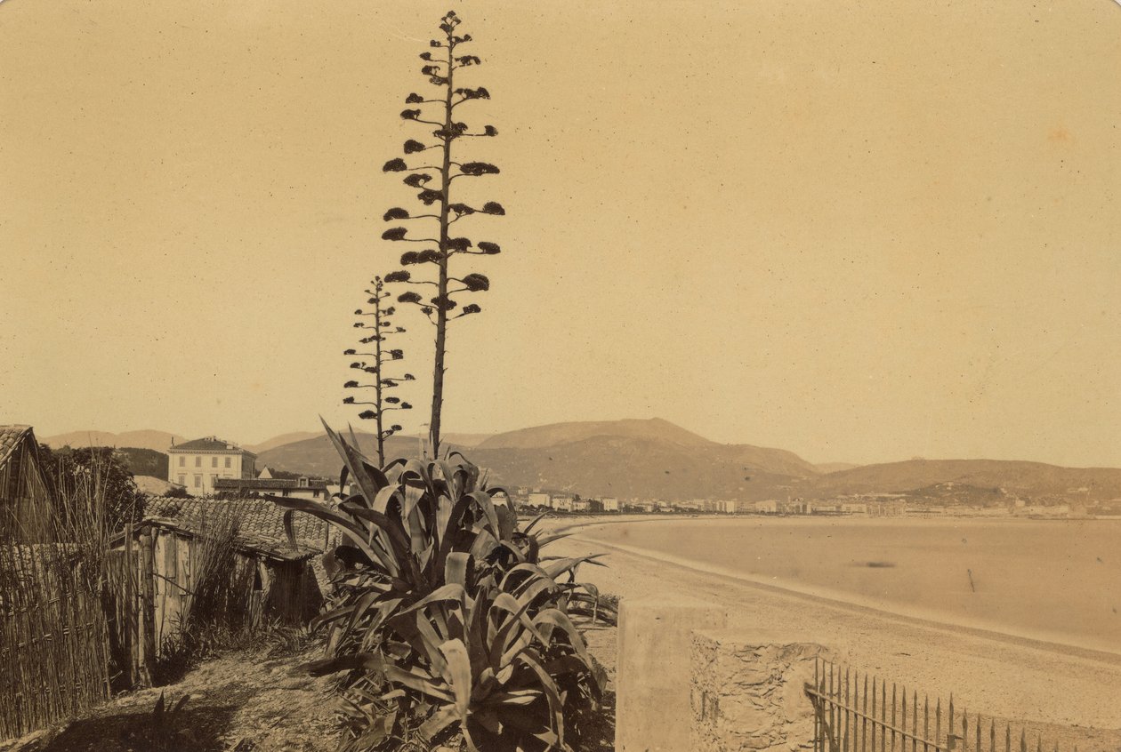 Album "Nice et les environs": vy över kusten vid Nice av Unknown photographer