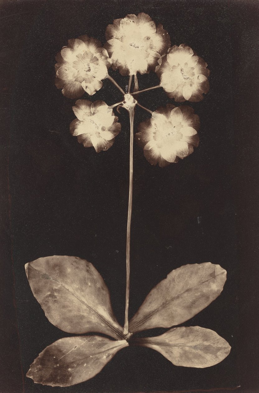 Botaniskt fotogram,1860-talet (foto) av Unknown photographer