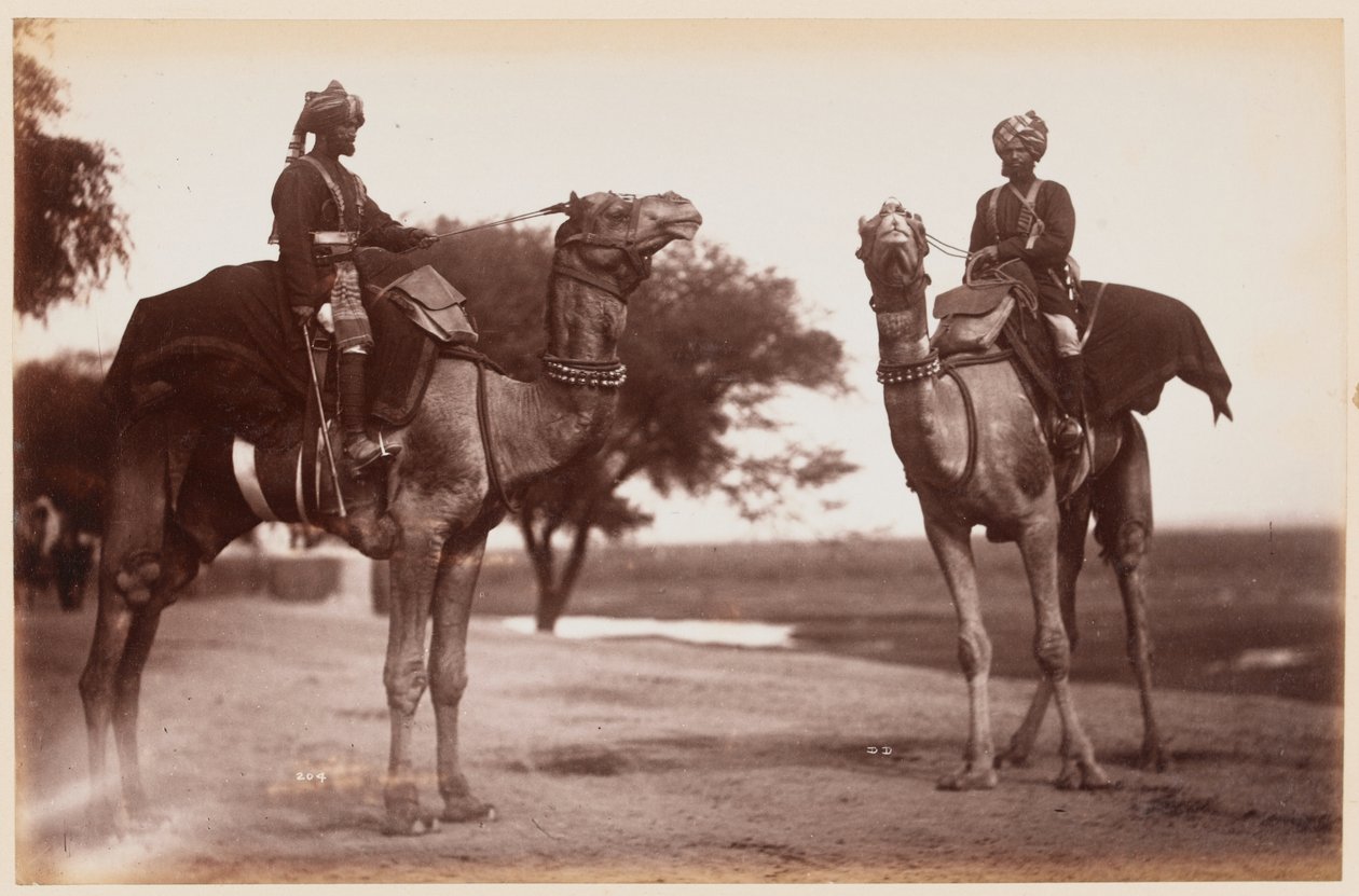 Camel Sowars på Delhi Camp of Exercise av Unknown photographer