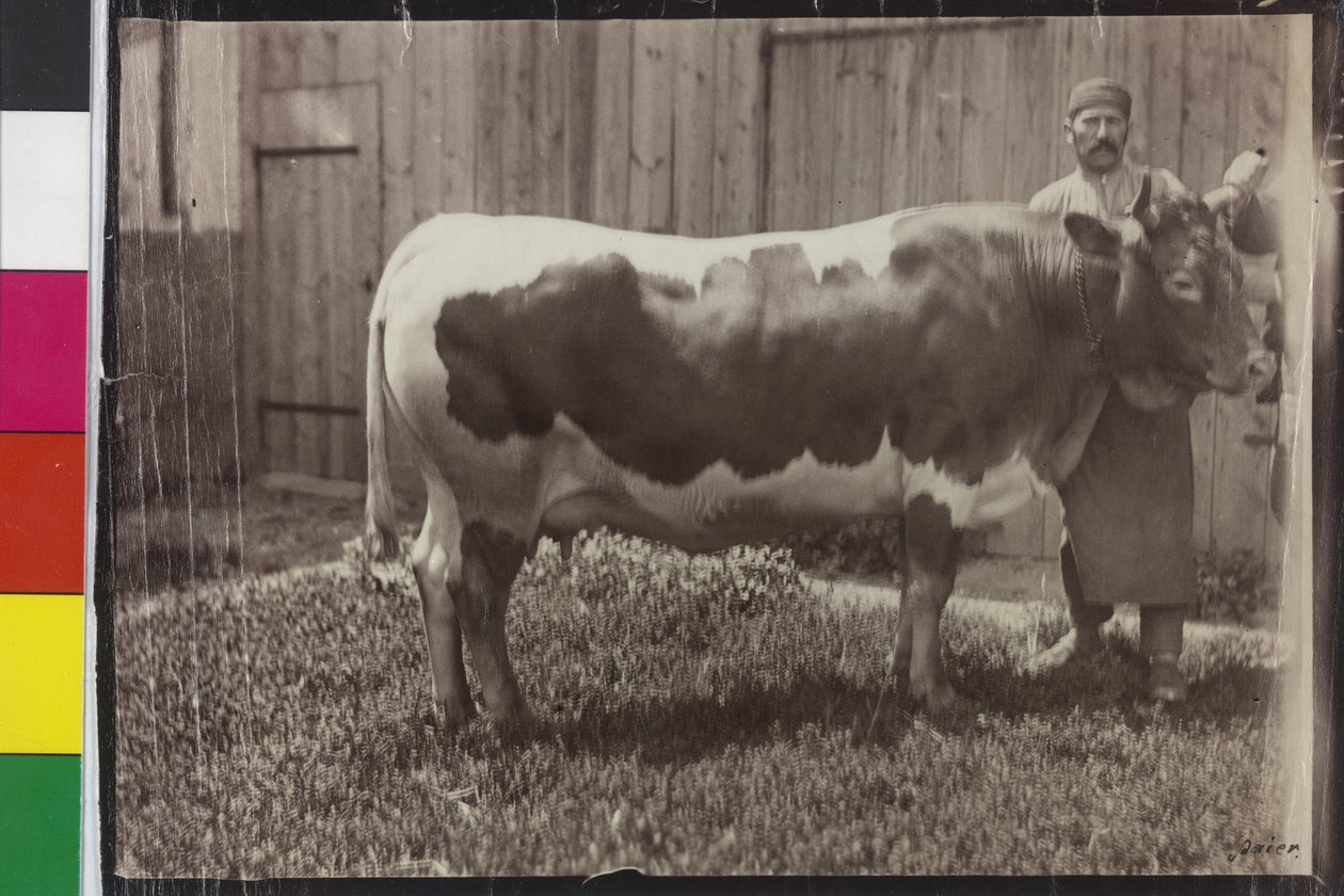Ko - Pinzgau Gelbscheck av Unknown photographer