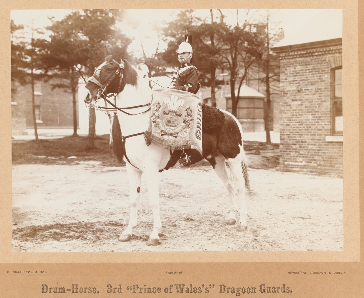 ?Trumhäst, 3rd Prince of Wales?s Dragoon Guards?, 1895 ca. av Unknown photographer
