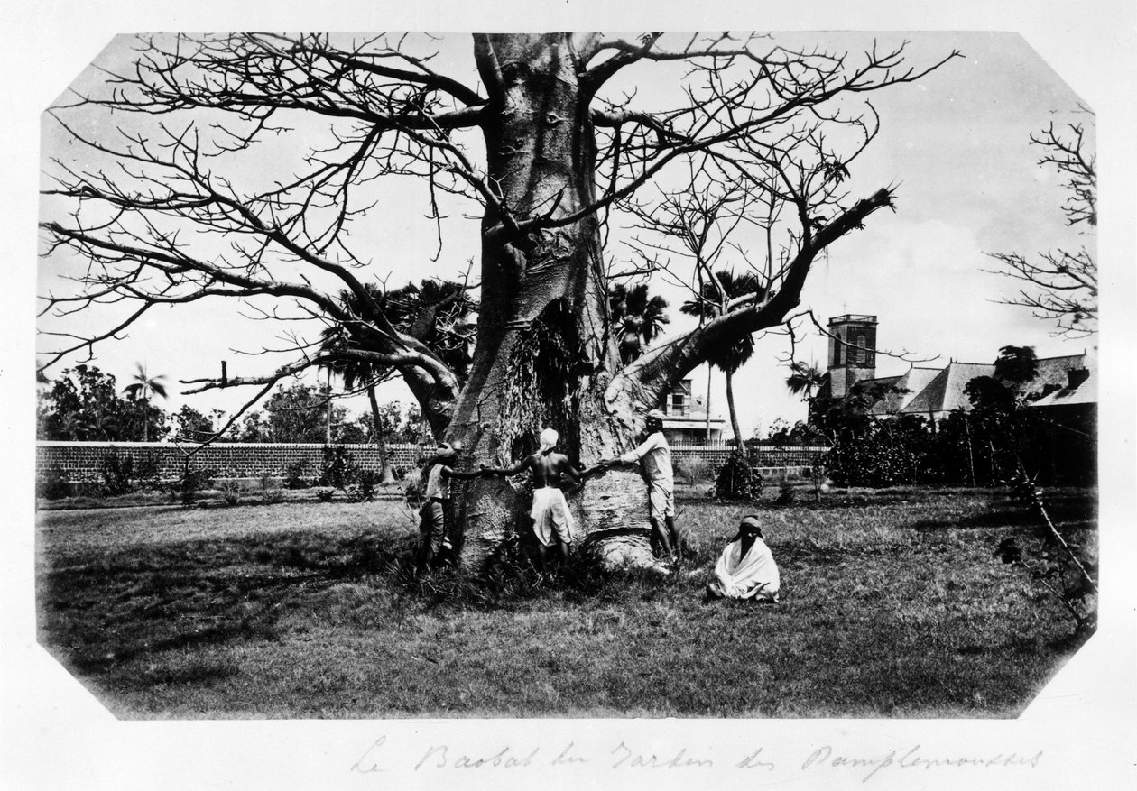 Baobaben i grapefruktträdgården, Mauritius - i "" Souvenir de l