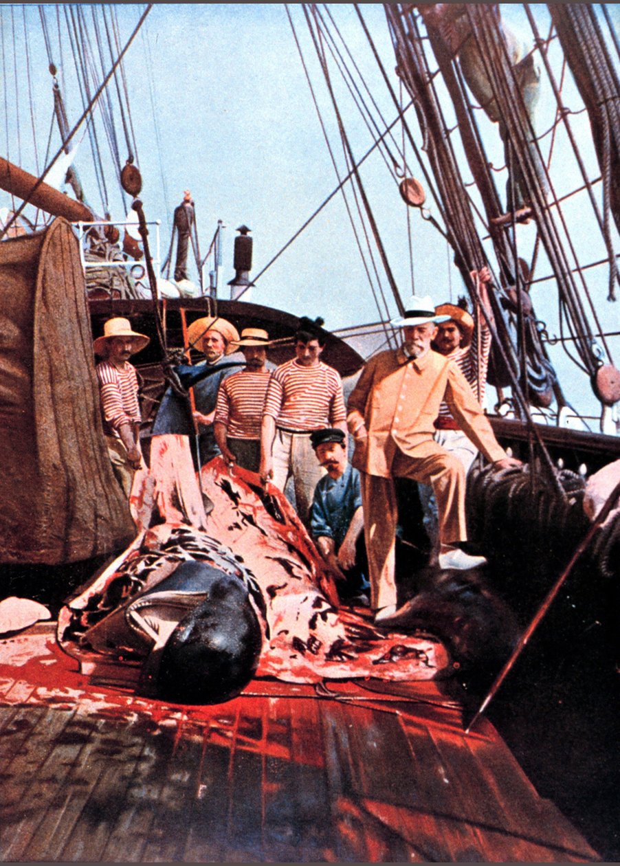 Prins och oceanograf Albert I av Monaco på däcket av fartyget "Princess Alice" med en död globicephal. av Unknown photographer