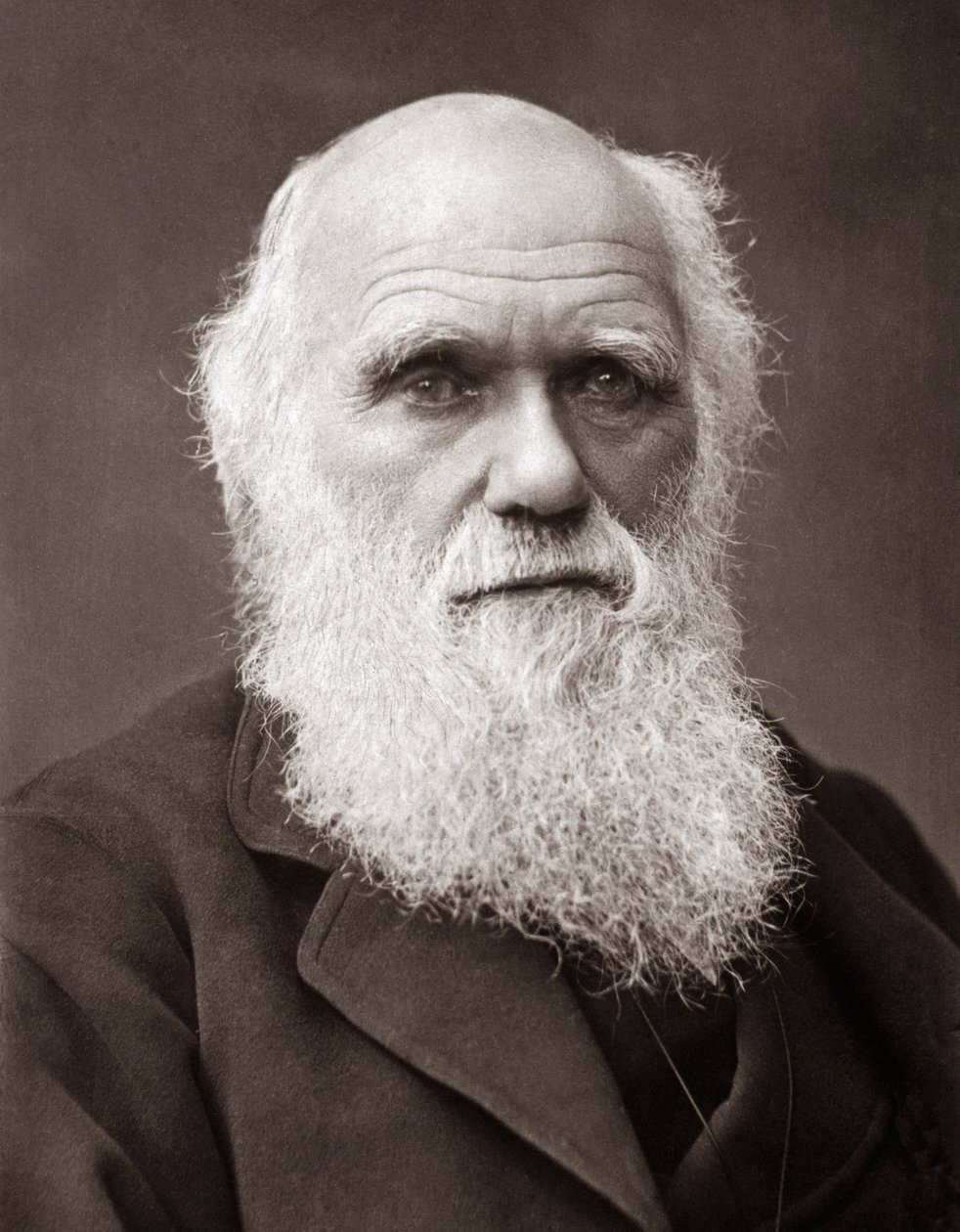 Den engelske naturforskaren Charles Robert Darwin (1809-1882) av Unknown photographer