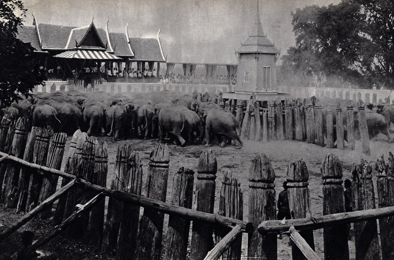 De kungliga elefanterna i Bangkok av Unknown photographer