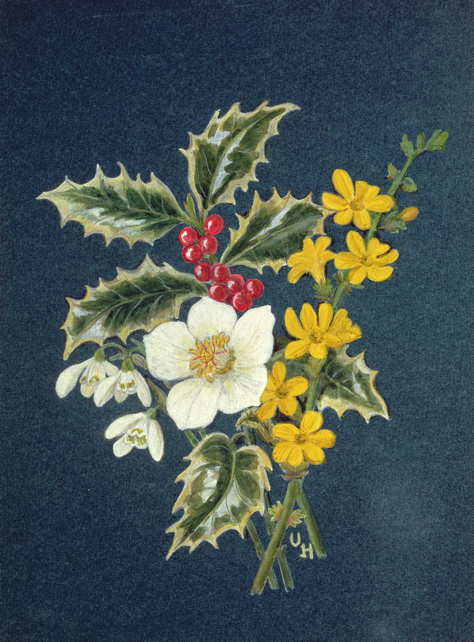 Holly, Christmas Rose, Snowdrop and Winter Jasmine (wc på papper) av Ursula Hodgson