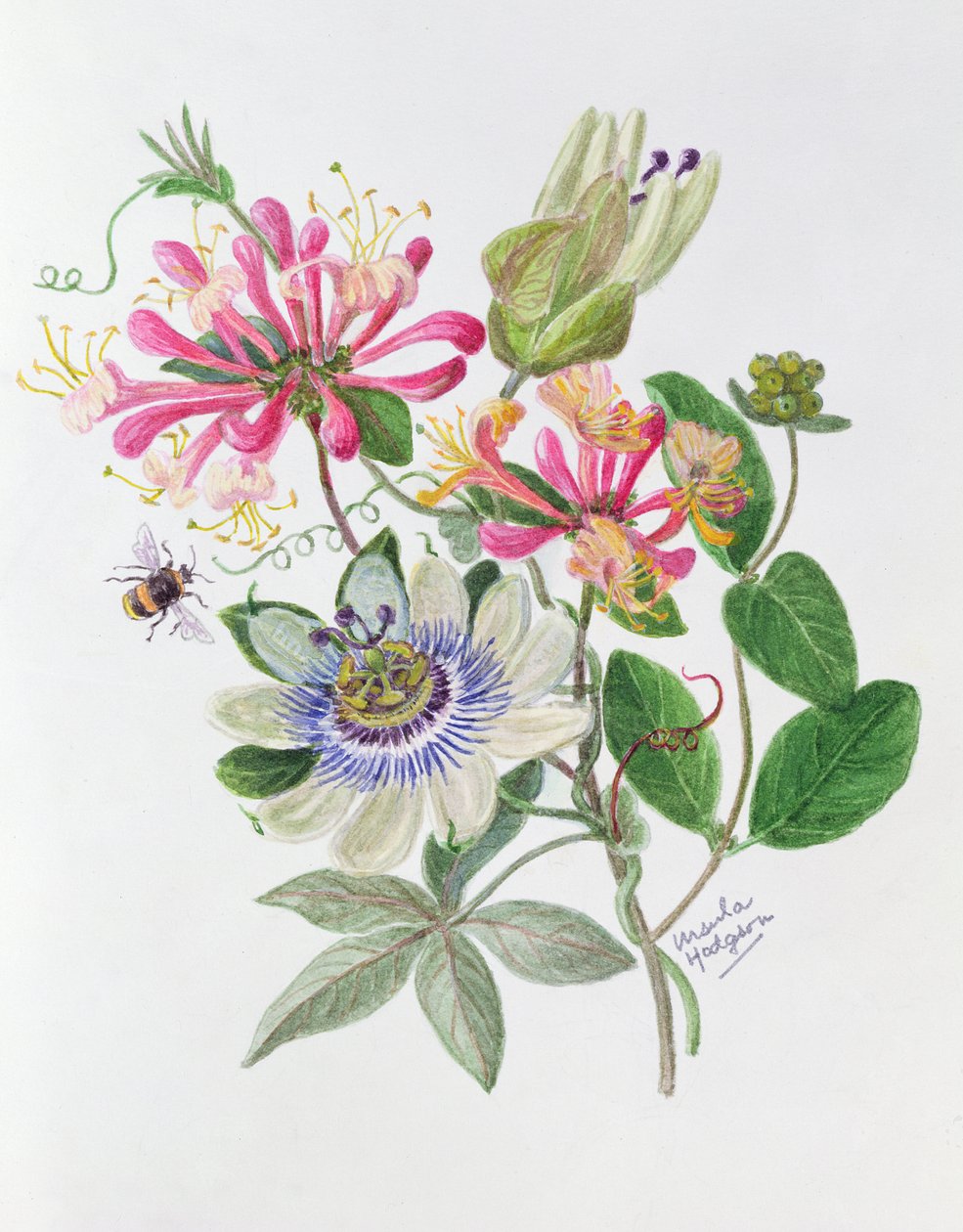Kaprifol och passionsblomma (wc på papper) av Ursula Hodgson