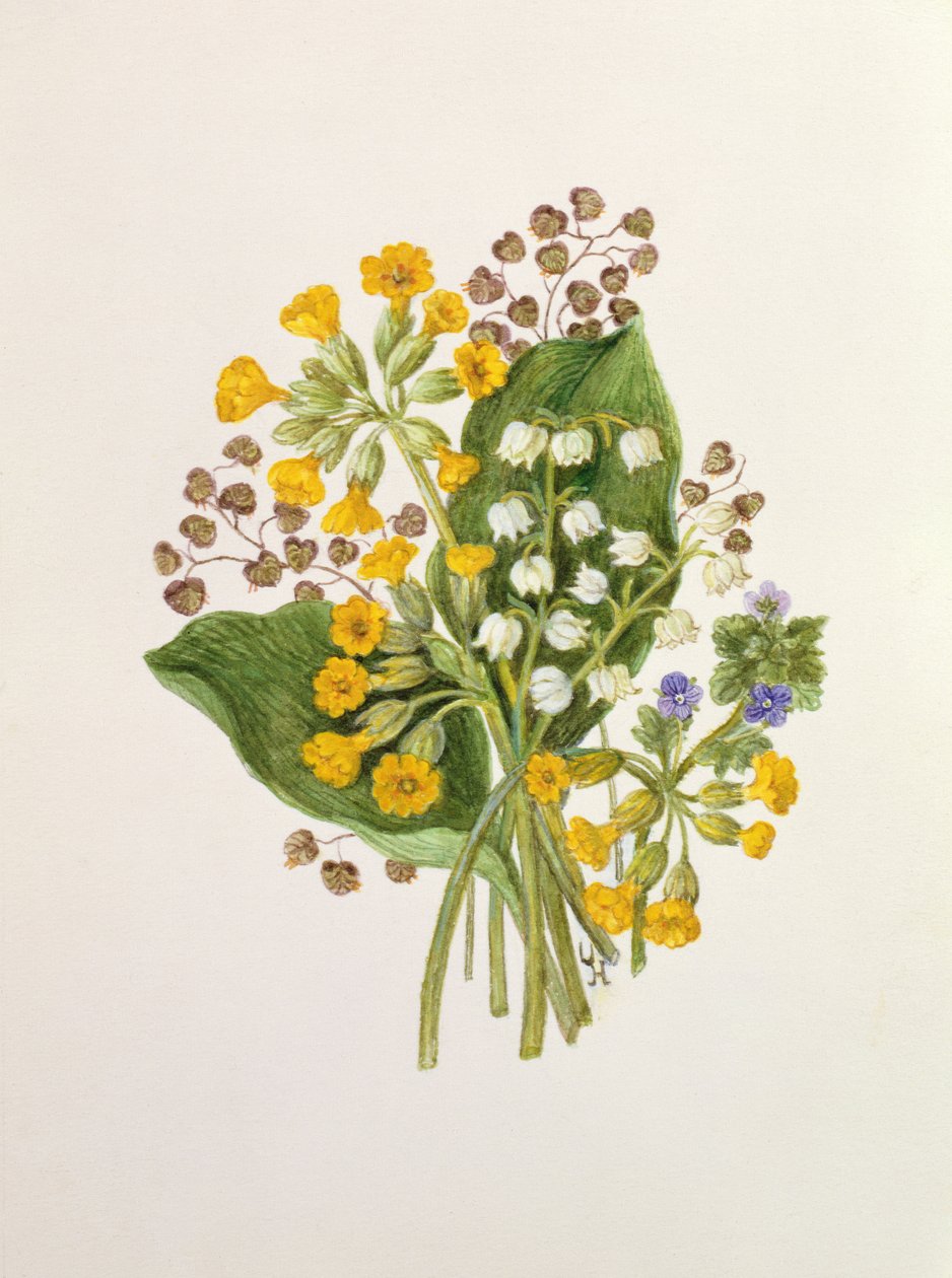 Lily of the Valley och Cowslips (wc på papper) av Ursula Hodgson