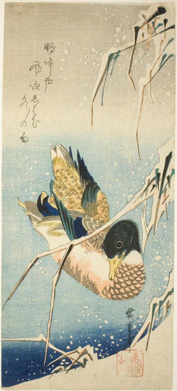 En vildand simmar vid en snötäckt bank under snötäckta vassar av Utagawa Hiroshige