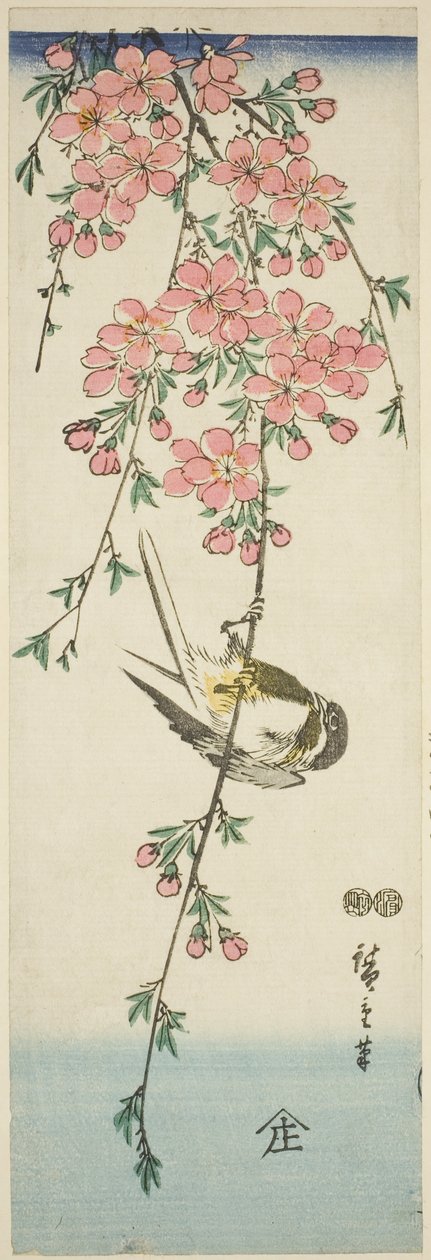 Talgoxar och körsbärsblommor av Utagawa Hiroshige
