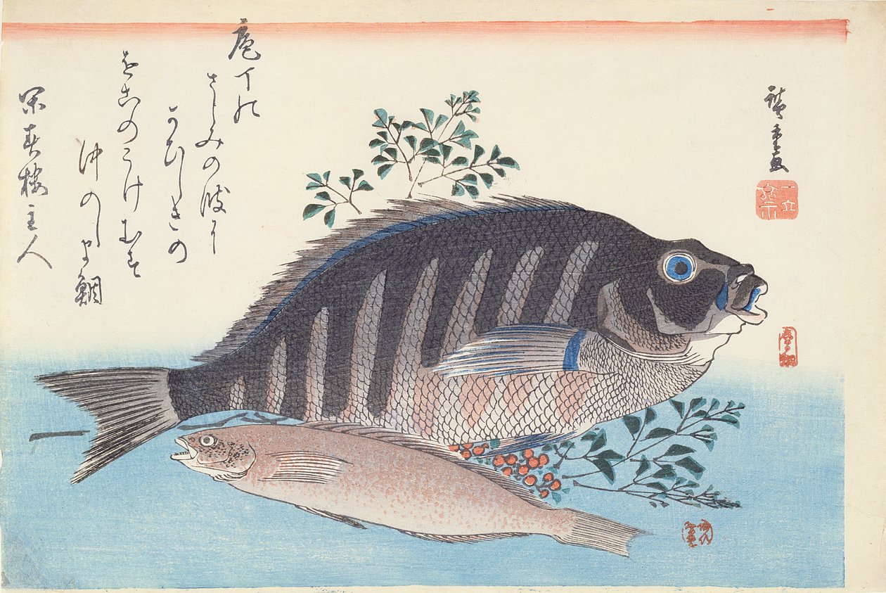 Shimadai och Ainame, från serien "Den stora fisken", Utagawa-skolan, ca 1840-42 (träsnitt, handkolorerat tryck på papper) av Utagawa Hiroshige