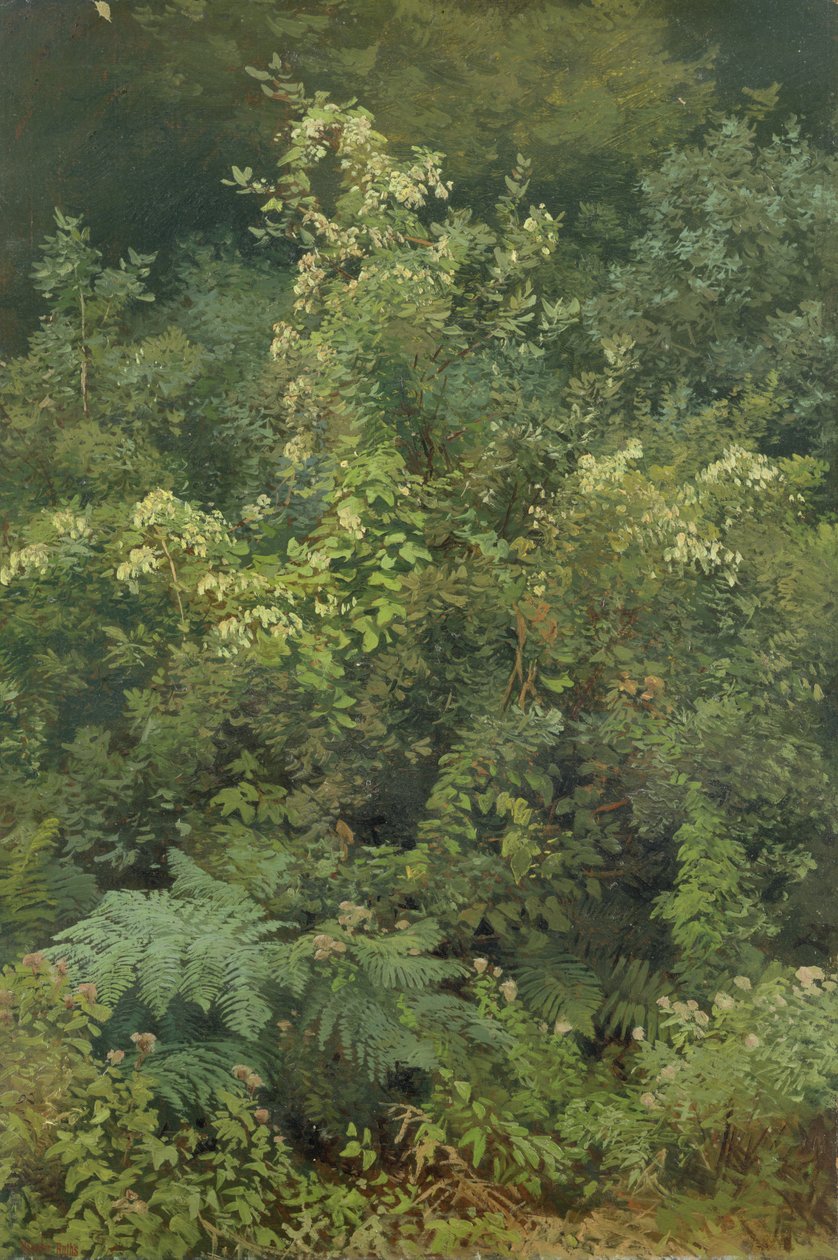 Humle och ormbunkar i Woodland, 1870 (olja på papper nedlagd på kartong) av Valentin Ruths